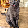 Onyx joined the competition — help win amazing prizes! cat, gray_cat, pet, animal, wooden_table, indoor, lamp, wicker, curious, sitting, tongue_out, amber_eyes, feline, close_up, domestic_cat, fur, whiskers, ears, floor, home_interior