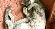 Onyx joined the competition — help win amazing prizes! cat, gray_cat, sleeping, curled_up, couch, furniture, cozy, indoor, pet, resting, fur, whiskers, paw, relaxed, comfort, home, animal, cute, nap, quiet