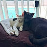 Onyx is registered to the contest to win money with this photo: cat, cats, white_cat, gray_cat, pets, sleeping, snuggling, blanket, window, vertical_blinds, indoor, cozy, resting, animal, fur, tail, paw, relaxed, sunlight, home