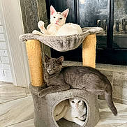 Onyx joined the competition — help win amazing prizes! cat, cats, cat_tree, pet, animal, indoor, feline, gray_cat, white_cat, resting, cute, curious, cozy, home, floor, window, relaxed, multi_level, play_structure, domestic_cat