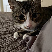 Mila is registered to the contest to win money with this photo: cat, tabby, pet, indoor, bed, blanket, cozy, whiskers, curious, animal, feline, closeup, quiet, resting, domestic, cute, fur, paws, eyes, home