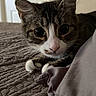 cat, tabby, pet, indoor, bed, blanket, cozy, whiskers, curious, animal, feline, closeup, quiet, resting, domestic, cute, fur, paws, eyes, home