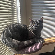 Apollo joined the competition — help win amazing prizes! cat, gray_cat, cat_perch, window_blinds, sunlight, shadows, indoor, pet, feline, resting, cozy, fur, whiskers, tail, wooden_window_sill, daylight, comfortable, domestic_cat, animal, relaxed