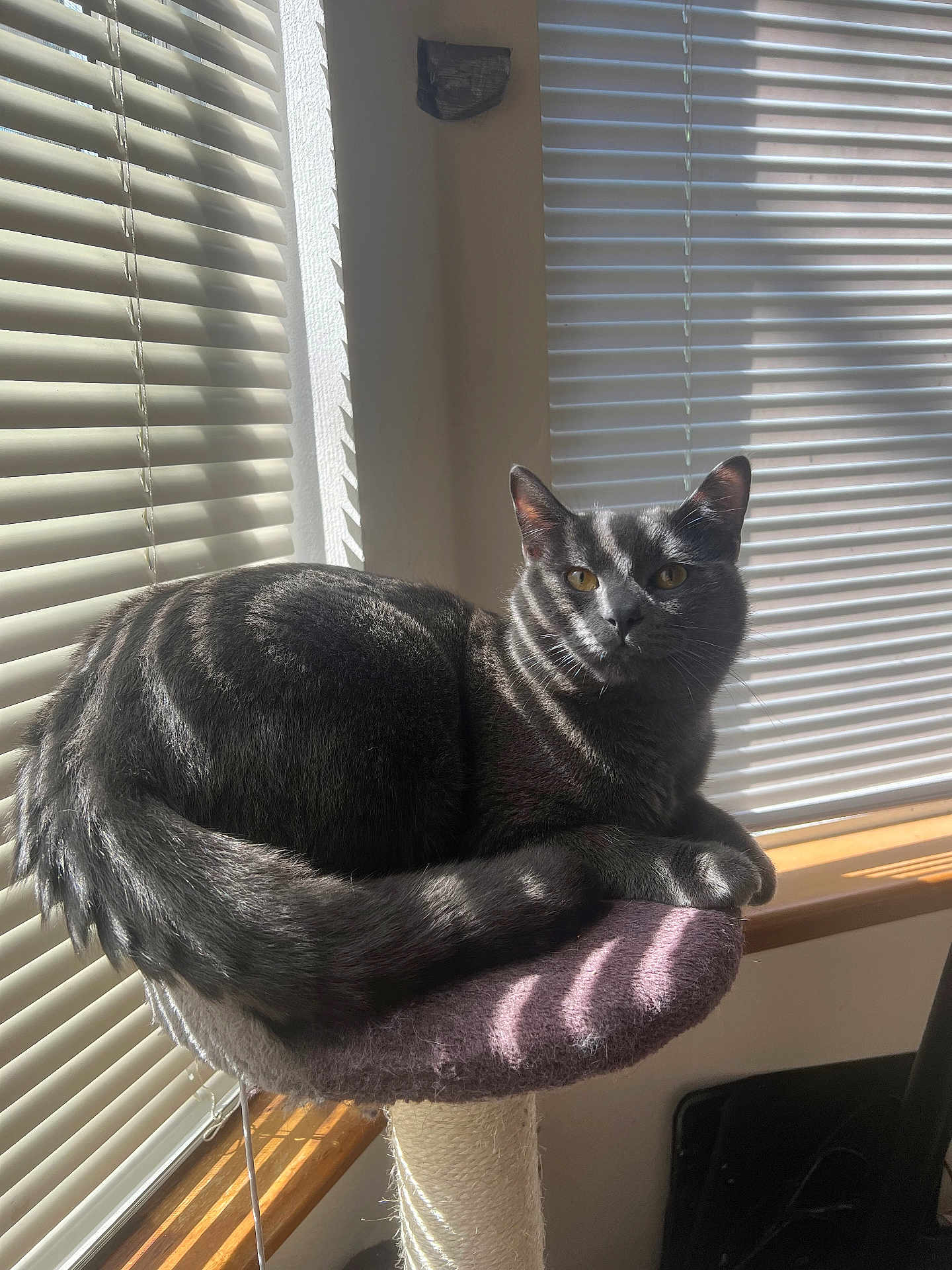 Apollo