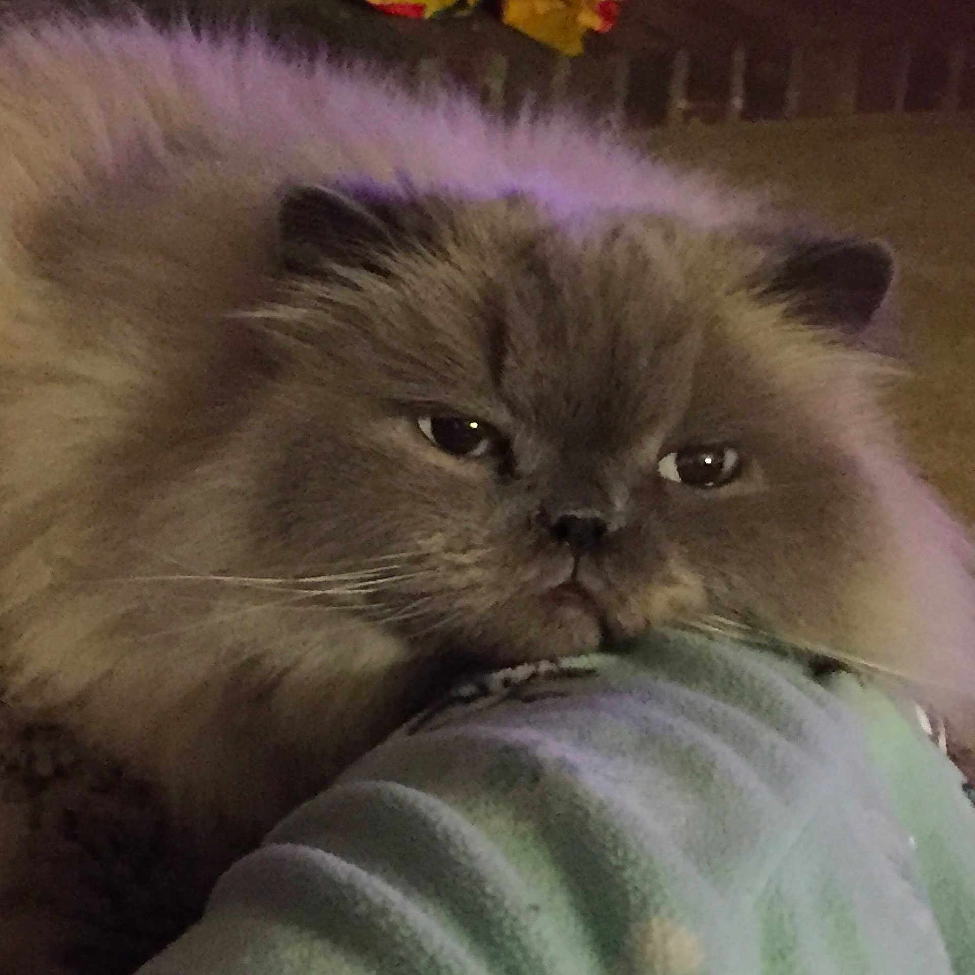 Meiko joined the competition — help win amazing prizes!