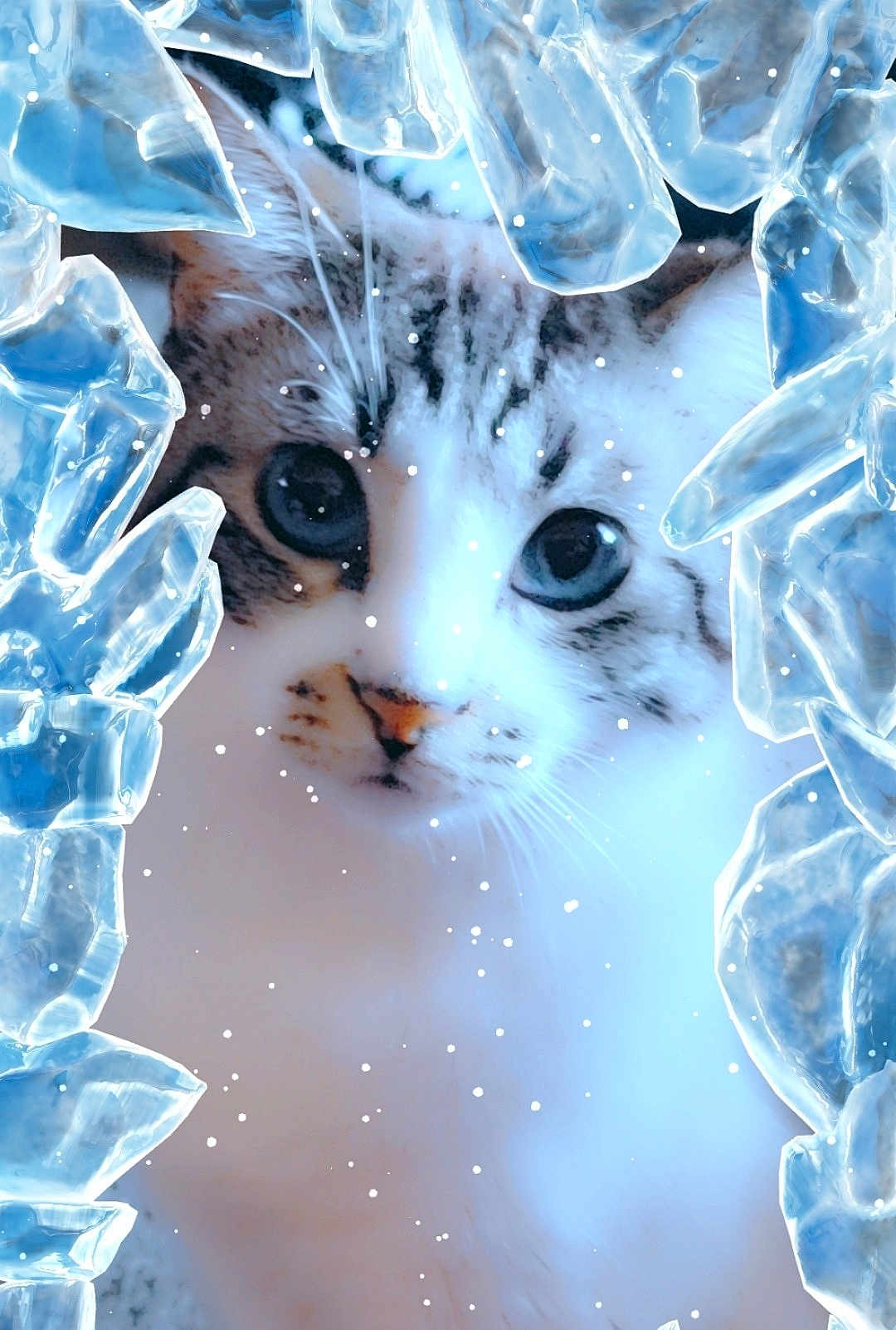 Ounc'E is registered to the contest to win money with this photo: cat, close_up, face, ice, snow, winter, frost, blue, white, animal, whiskers, fur, eyes, nature, frozen, cold, crystals, cute, pet, portrait