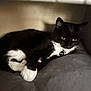 cat, tuxedo_cat, black_and_white, pet, animal, indoor, cushion, resting, soft_fabric, shadow, feline, cozy, relaxing, paw, ear, whiskers, collar, domestic_cat, sleepy, quiet
