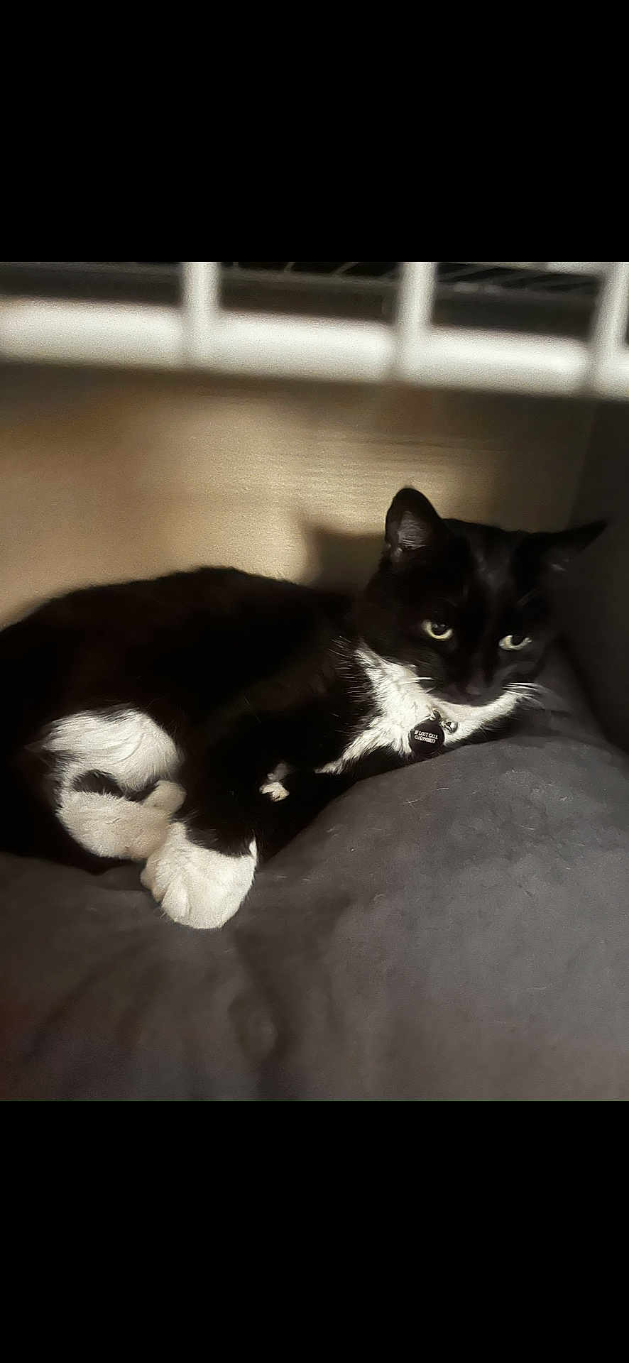 Zoe joined the competition — help win amazing prizes! cat, tuxedo_cat, black_and_white, pet, animal, indoor, cushion, resting, soft_fabric, shadow, feline, cozy, relaxing, paw, ear, whiskers, collar, domestic_cat, sleepy, quiet
