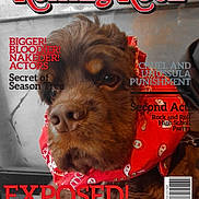 Felix a rejoint le concours — aidez-le/la à gagner de superbes lots ! advertising, book_cover, canidae, carnivore, companion_dog, dog, dog_breed, font, fur, liver, mammal, movie, photo_caption, poster, publication, snout, sporting_group, vertebrate, water_dog, working_animal