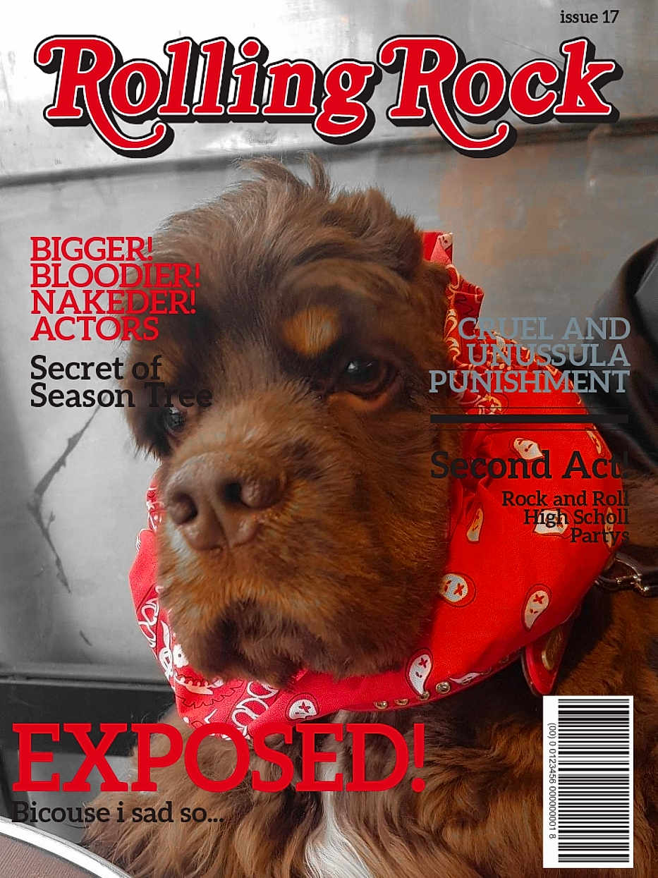 Felix a rejoint le concours — aidez-le/la à gagner de superbes lots ! advertising, book_cover, canidae, carnivore, companion_dog, dog, dog_breed, font, fur, liver, mammal, movie, photo_caption, poster, publication, snout, sporting_group, vertebrate, water_dog, working_animal