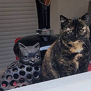 Moka participe au concours pour gagner de l'argent avec cette photo : animal, black, brown, cat, chair, closeup, curtain, decor, face, furniture, indoor, orange, pet, sculpture, sitting, still_life, table, tortoiseshell_cat, vase, window