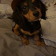 Moose is registered to the contest to win money with this photo: animal, bed, bedroom, black_and_tan, blanket, collar, costume, cowboy_hat, cozy, cute, dog, funny, indoors, leash, low_light, people, pet, portrait, puppy, sitting