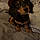 Moose