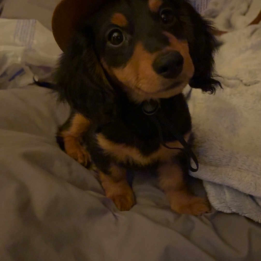 Moose
