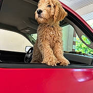 Oaklee joined the competition — help win amazing prizes! dog, puppy, golden_doodle, car, red_car, window, pet, fluffy, fur, animal, canine, looking_away, indoors, daylight, vehicle_interior, side_view, ears, paws, cute, young_dog