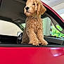 dog, puppy, golden_doodle, car, red_car, window, pet, fluffy, fur, animal, canine, looking_away, indoors, daylight, vehicle_interior, side_view, ears, paws, cute, young_dog