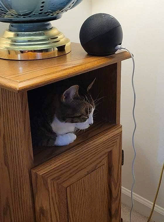 Zara is registered to the contest to win money with this photo: audio_equipment, cabinetry, carnivore, cat, cat_supply, felidae, grey, hardwood, hat, plywood, room, serveware, shelf, shelving, small_to_medium_sized_cats, table, whiskers, white, wood, wood_stain