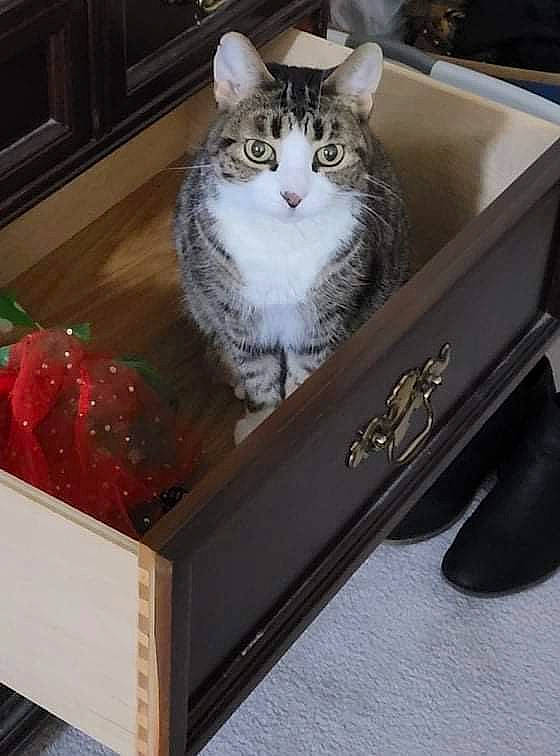 Zara joined the competition — help win amazing prizes! box, cardboard, carnivore, cat, chest_of_drawers, domestic_short_haired_cat, drawer, felidae, fur, metal, packaging_and_labeling, rectangle, shelf, shelving, shipping_box, small_to_medium_sized_cats, vehicle, whiskers, window, wood