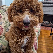 Loki joined the competition — help win amazing prizes! dog, curly_fur, brown, white_patch, tongue, couch, floral_pattern, indoor, living_room, fireplace, wooden_floor, pet, cute, sitting, close_up, furniture, cozy, domestic, animal, companion