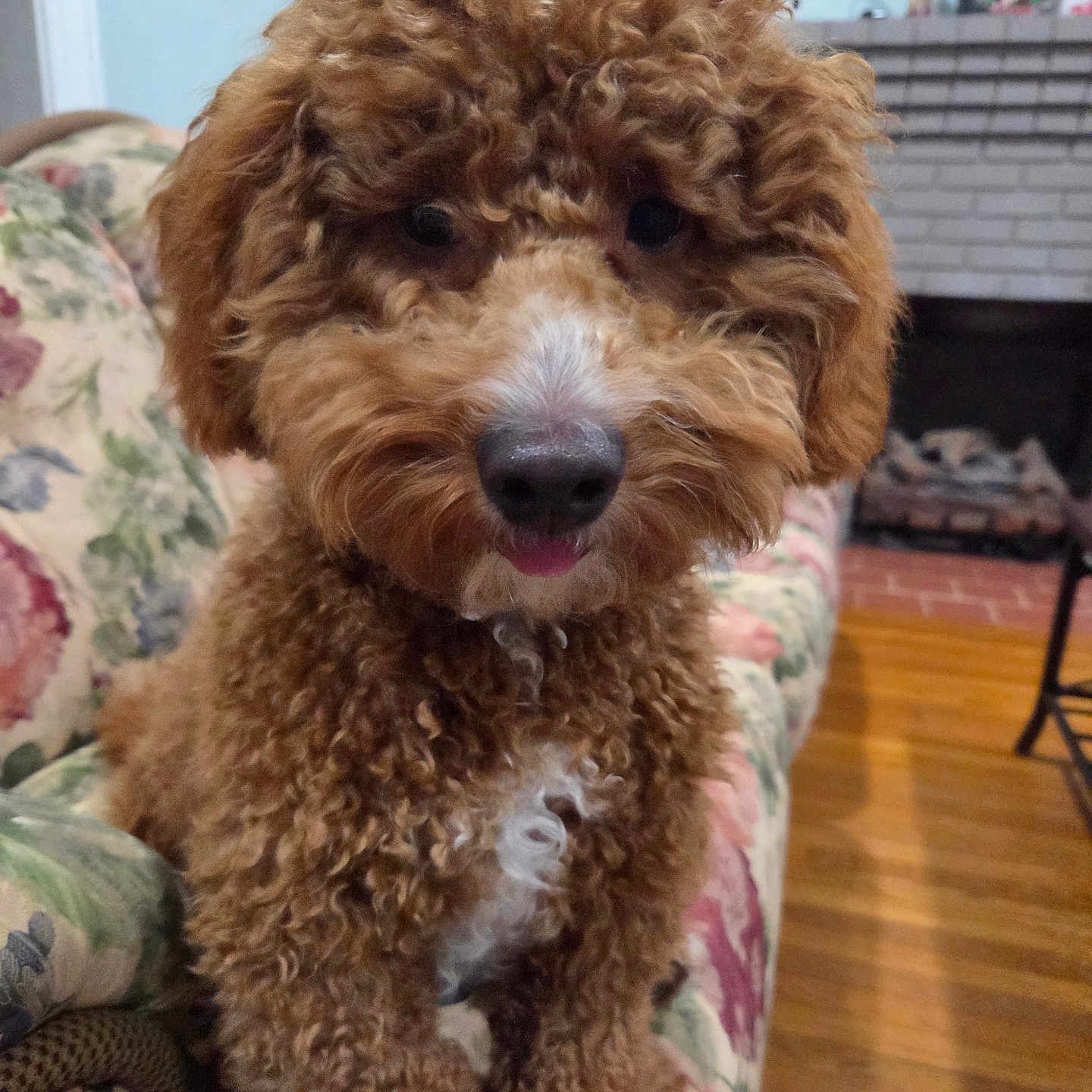 Loki joined the competition — help win amazing prizes! animal, brown, close_up, companion, couch, cozy, curly_fur, cute, dog, domestic, fireplace, floral_pattern, furniture, indoor, living_room, pet, sitting, tongue, white_patch, wooden_floor
