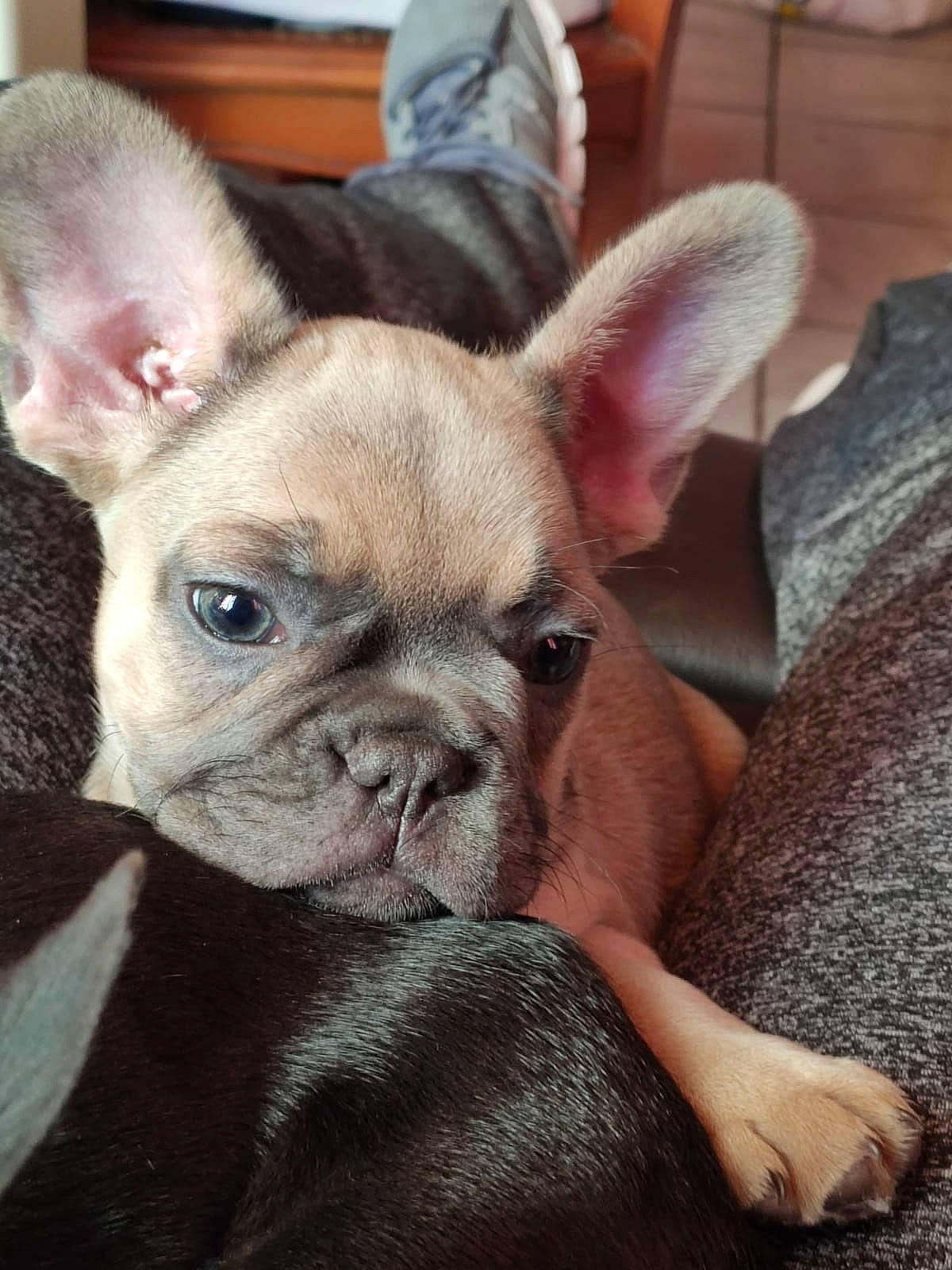 Aria participe au concours pour gagner de l'argent avec cette photo : bulldog, canidae, carnivore, comfort, companion_dog, dog, dog_breed, ear, fawn, french_bulldog, fur, non_sporting_group, snout, terrestrial_animal, toy_dog, whiskers, working_animal, wrinkle