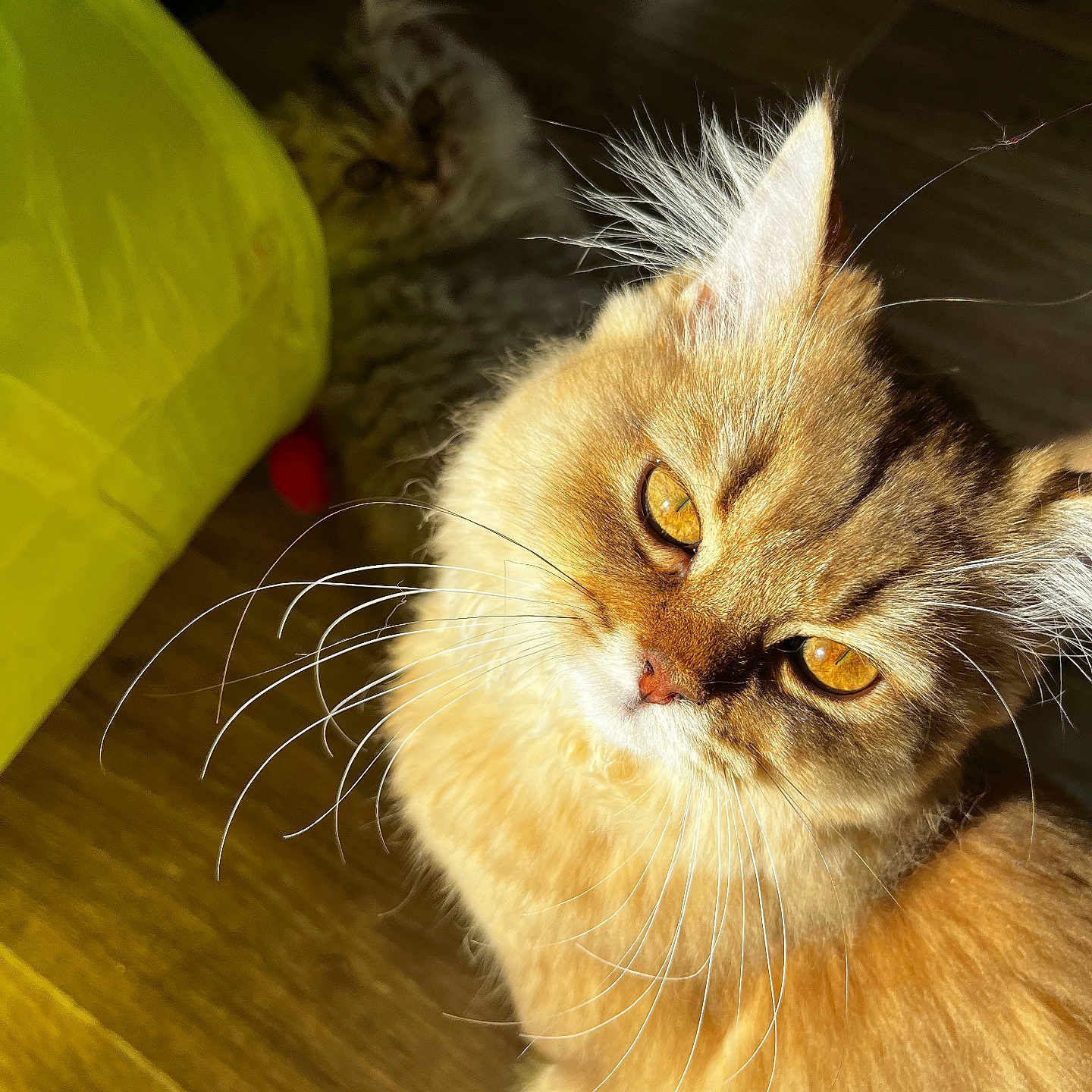 Stella a rejoint le concours — aidez-le/la à gagner de superbes lots ! abyssinian, angora, animal, bag, cat, couch, furniture, hardwood, indoors, interiordesign, kitten, manx, pet, plywood, siamese, wood