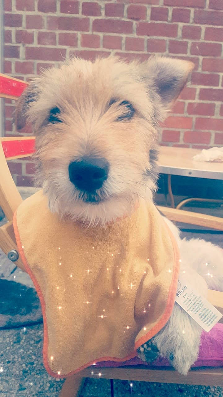 Mike a rejoint le concours — aidez-le/la à gagner de superbes lots ! canidae, carnivore, companion_dog, dog, dog_breed, irish_soft_coated_wheaten_terrier, mammal, miniature_schnauzer, puppy, rare_breed_dog, schnauzer, schnoodle, scottish_terrier, sealyham_terrier, small_terrier, snout, sporting_lucas_terrier, terrier, vertebrate, west_highland_white_terrier