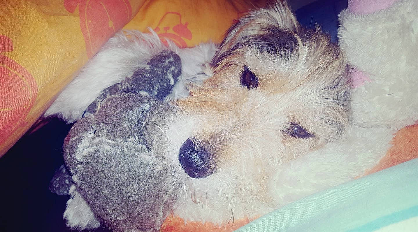 Mike a rejoint le concours — aidez-le/la à gagner de superbes lots ! canidae, carnivore, companion_dog, dog, dog_breed, fox_terrier, maltepoo, mammal, miniature_schnauzer, puppy, puppy_love, rare_breed_dog, schnoodle, sealyham_terrier, small_terrier, sporting_lucas_terrier, terrier, toy_dog, west_highland_white_terrier, wire_hair_fox_terrier