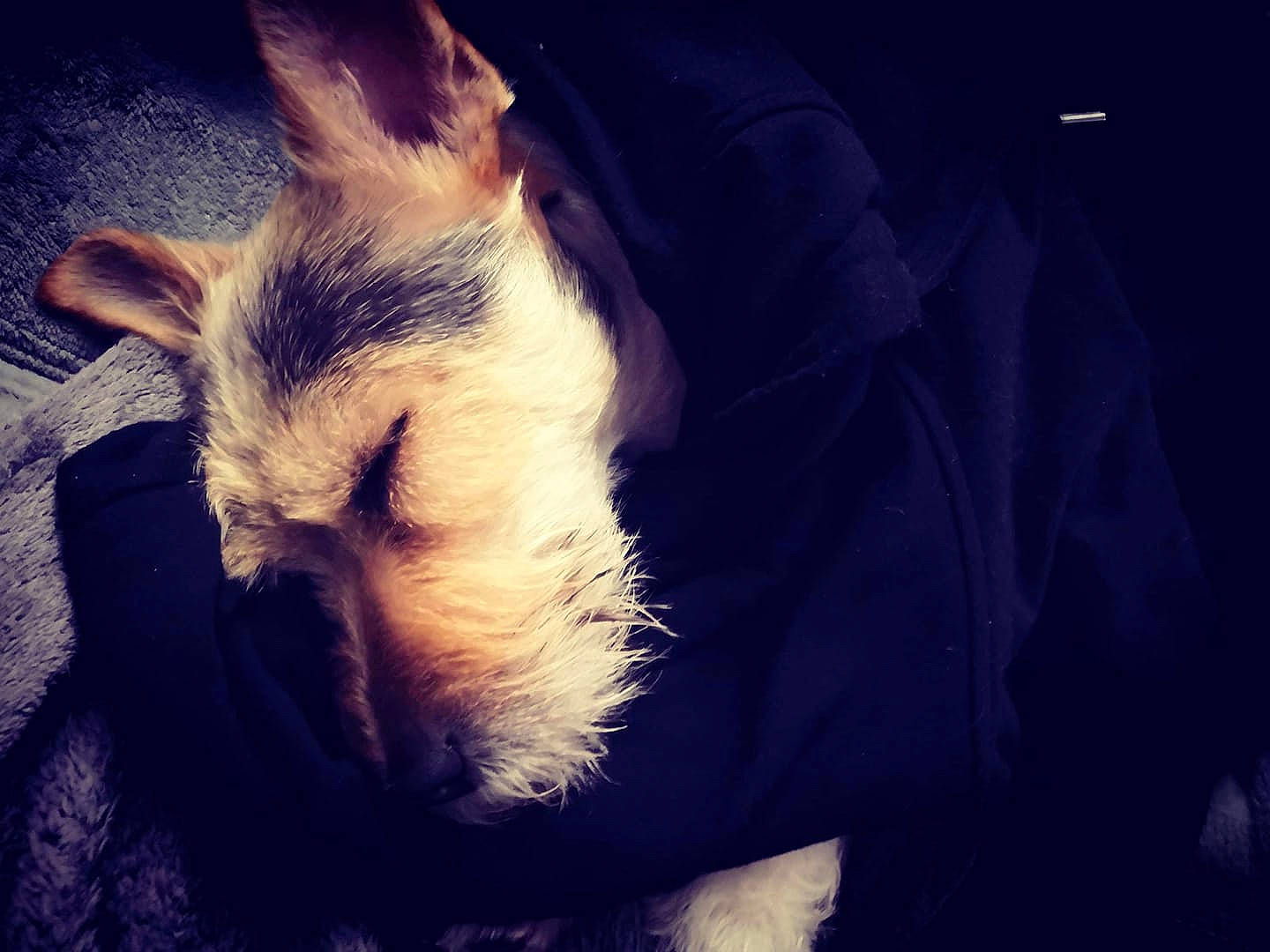 Mike participe au concours pour gagner de l'argent avec cette photo : canidae, carnivore, cloud, companion_dog, darkness, dog, dog_breed, ear, fox_terrier, fur, love, meteorological_phenomenon, night, nose, puppy, sky, snout, tail, whiskers