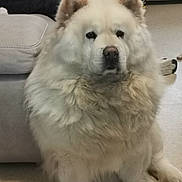 Olia a rejoint le concours — aidez-le/la à gagner de superbes lots ! animal, baby, box, canine, chow, clothing, couch, dog, eskimodog, furniture, glove, husky, person, pet, puppy, whitedog
