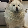 animal, baby, box, canine, chow, clothing, couch, dog, eskimodog, furniture, glove, husky, person, pet, puppy, whitedog