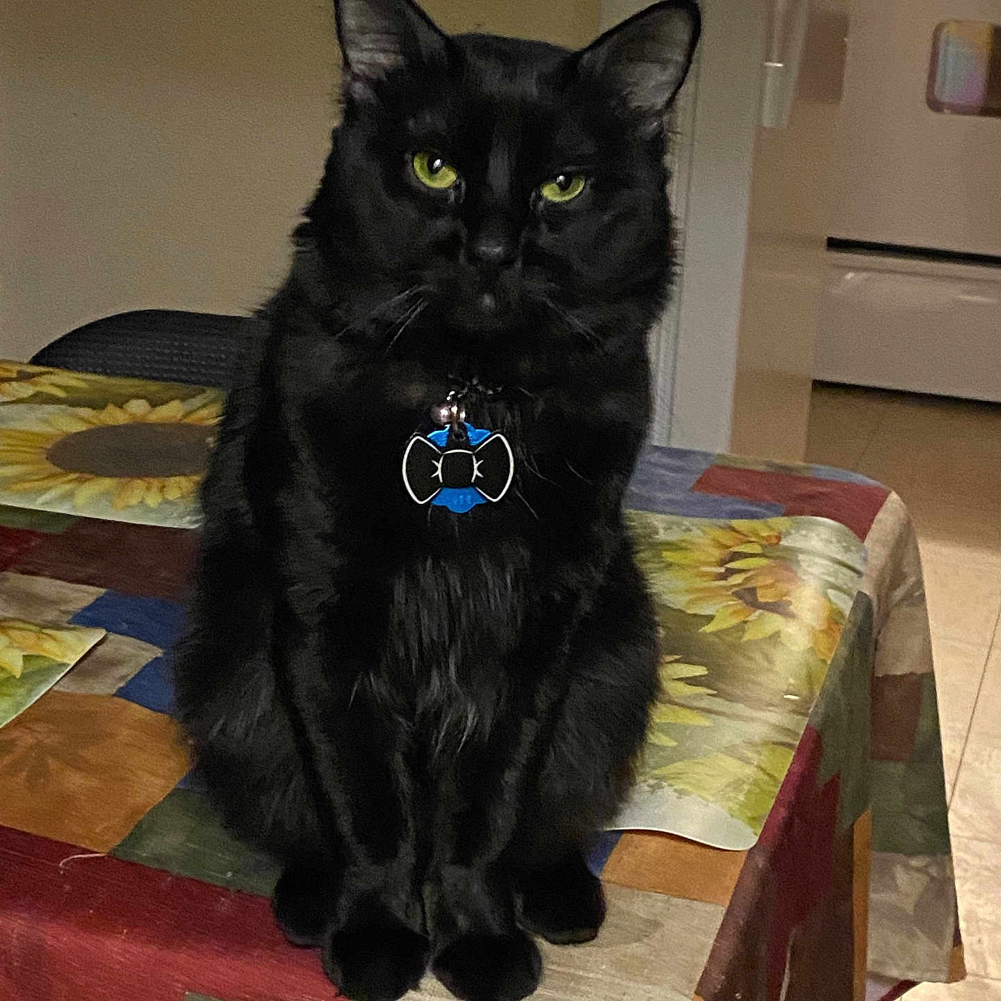 Midnight joined the competition — help win amazing prizes! accessories, angora, animal, bed, bedroom, blackcat, blanket, cat, couch, cushion, furniture, homedecor, indoors, interiordesign, manx, pet, quilt, room, table, tablecloth