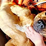 Bailey is registered to the contest to win money with this photo: dog, pet, paw, hand, relaxed, brown, fur, closeup, portrait, indoor, blanket, plaid, cozy, cute, animal, companion, love, comfort, resting, touch