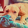 dog, rope_toy, indoor, laying_down, close_up, pet, animal, brown_dog, toy, floor, relaxed, canine, domestic_animal, furry, cute, resting, companion, playful, home, soft_light