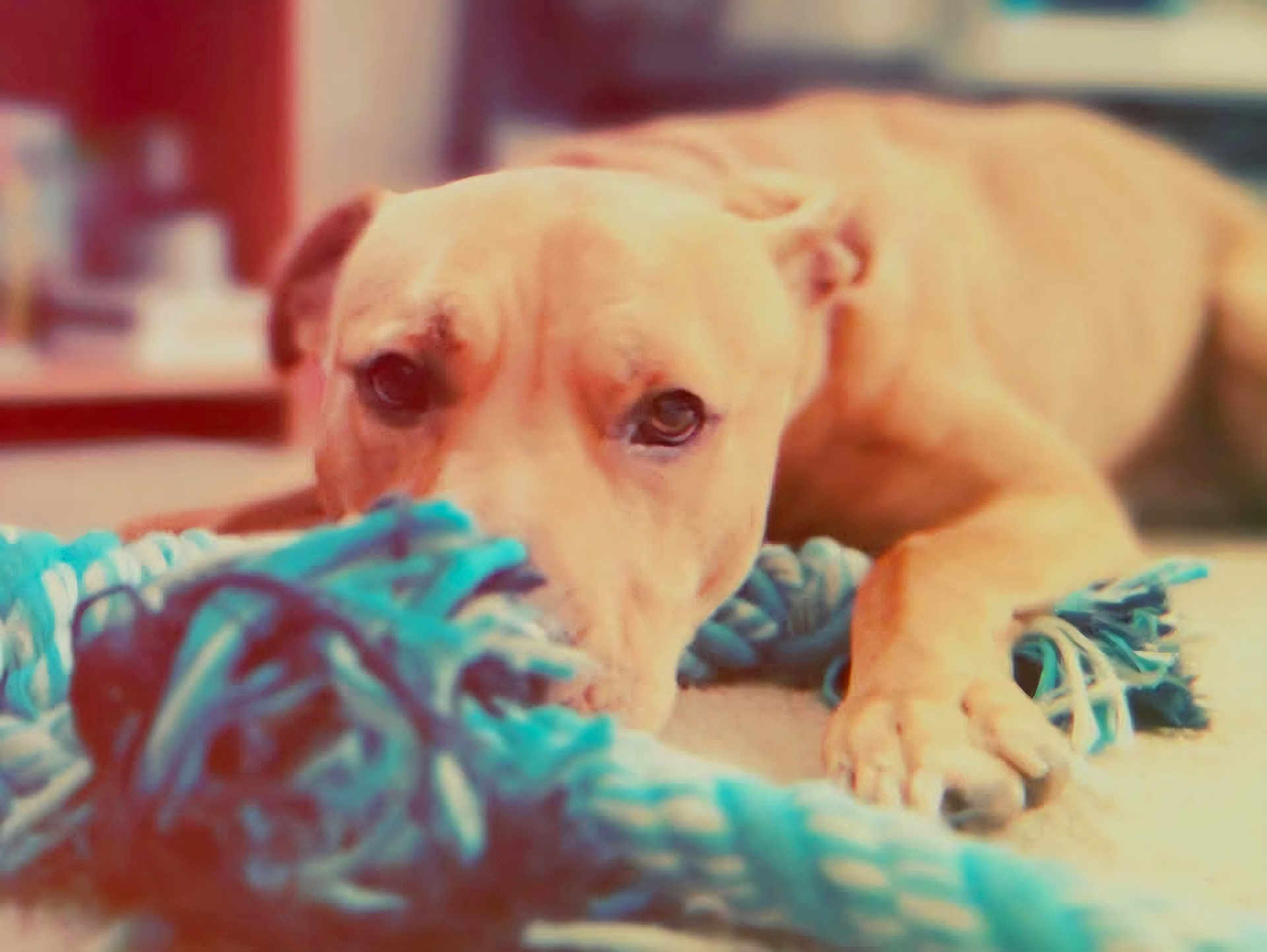 Bailey