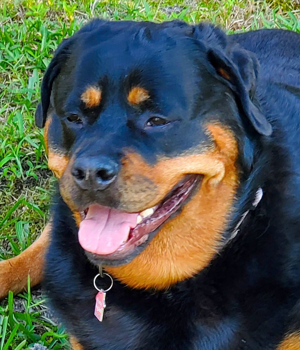 Bailey joined the competition — help win amazing prizes! canidae, carnivore, collar, companion_dog, dog, dog_breed, grass, guard_dog, hunting_dog, liquid, rottweiler, snout, sporting_group, terrestrial_animal, working_dog