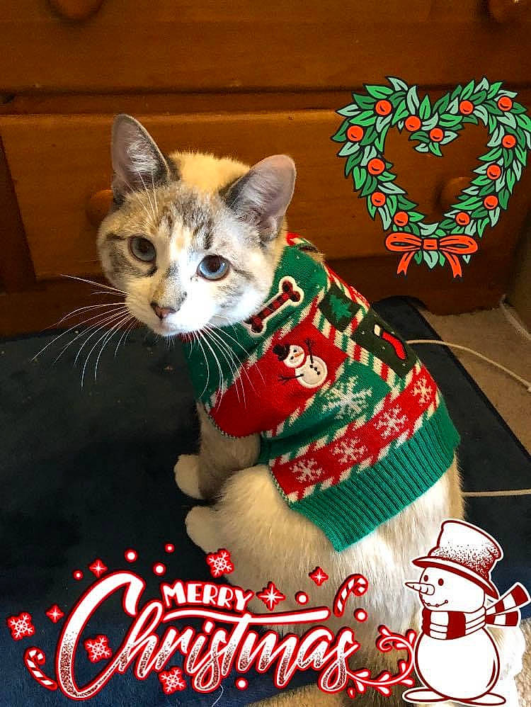 Aiko joined the competition — help win amazing prizes! carmine, carnivore, cat, cat_supply, christmas, domestic_short_haired_cat, event, felidae, fictional_character, font, fur, holiday, logo, paw, photo_caption, sleeve, small_to_medium_sized_cats, tail, whiskers, window