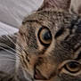 Tutti participe au concours pour gagner de l'argent avec cette photo : cat, tabby, close_up, whiskers, eyes, pet, feline, animal, fur, face, nose, ear, indoor, soft, curious, cute, mammal, portrait, resting, blurred