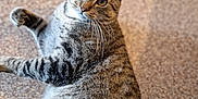 Tutti a rejoint le concours — aidez-le/la à gagner de superbes lots ! cat, tabby, pet, animal, feline, fur, whiskers, indoor, carpet, striped, cute, looking, lying, closeup, mammal, domestic, young, playful, curious, ears