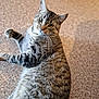 cat, tabby, pet, animal, feline, fur, whiskers, indoor, carpet, striped, cute, looking, lying, closeup, mammal, domestic, young, playful, curious, ears