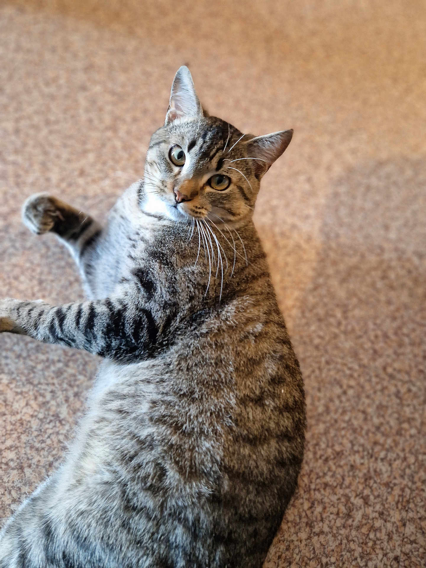 Tutti a rejoint le concours — aidez-le/la à gagner de superbes lots ! cat, tabby, pet, animal, feline, fur, whiskers, indoor, carpet, striped, cute, looking, lying, closeup, mammal, domestic, young, playful, curious, ears