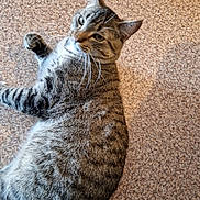Tutti a rejoint le concours — aidez-le/la à gagner de superbes lots ! cat, tabby, pet, animal, feline, whiskers, ears, fur, carpet, floor, indoor, laying_down, relaxed, looking_back, close_up, striped, domestic_cat, cute, mammal, resting
