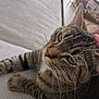 Tutti participe au concours pour gagner de l'argent avec cette photo : cat, tabby, pet, feline, striped, whiskers, close_up, indoor, couch, relaxed, comfort, hand, fur, animal, domestic, resting, soft, cozy, eyes, portrait