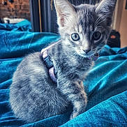 Acqua participe au concours pour gagner de l'argent avec cette photo : kitten, gray_tabby, cat, pet, indoor, blue_blanket, curious, fur, whiskers, harness, young_cat, animal, closeup, cute, domestic_cat, sitting, feline, soft_light, cozy, portrait