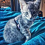 kitten, gray_tabby, cat, pet, indoor, blue_blanket, curious, fur, whiskers, harness, young_cat, animal, closeup, cute, domestic_cat, sitting, feline, soft_light, cozy, portrait
