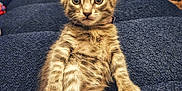 Acqua participe au concours pour gagner de l'argent avec cette photo : animal, blanket, blue, cat, collar, cozy, curious, cute, ears, feline, fluffy, indoor, kitten, pet, sitting, tabby, tail, texture, whiskers, young