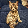 kitten, cat, tabby, pet, animal, feline, cute, indoor, cozy, fluffy, sitting, curious, young, whiskers, ears, tail, collar, texture, blanket, blue