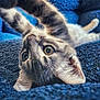 adorable, animal, blue_blanket, cat, closeup, cozy, cute, furry, gray_tabby, indoor, kitten, pet, playful, portrait, relaxed, soft_texture, stretching, upside_down, whiskers, young_cat