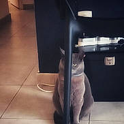 Lilou a rejoint le concours — aidez-le/la à gagner de superbes lots ! cat, gray_cat, chair_leg, floor, indoor, tile_floor, pet, animal, feline, sitting, shadow, wall, doorway, cord, furniture, curious, looking, quiet, home, cozy