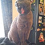 Lilou participe au concours pour gagner de l'argent avec cette photo : cat, gray_cat, yawning, teeth, tongue, indoor, blanket, curtain, refrigerator, magnets, photos, furniture, pet, animal, cozy, furry, cute, mammal, home, domestic